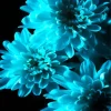 Blue Chrysanthemum Diamond Painting