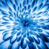 Blue Chrysanthemum Flower Diamond Painting