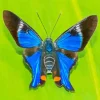 Blue Doctor Butterfly Diamond Painting