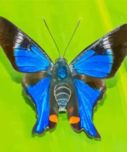 Blue Doctor Butterfly Diamond Painting