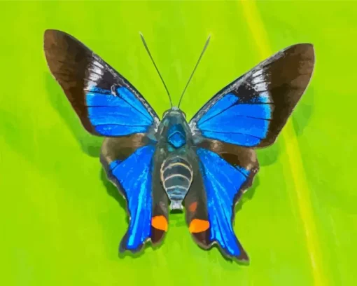 Blue Doctor Butterfly Diamond Painting