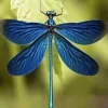 Blue Dragonfly Diamond Painting