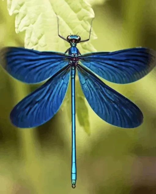 Blue Dragonfly Diamond Painting