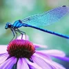 Blue Dragonfly On Flower Diamond Painting