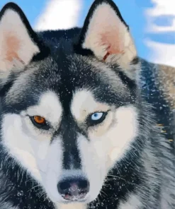 Blue Eye Husky Diamond Painting