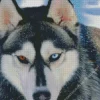 Blue Eye Husky Diamond Painting