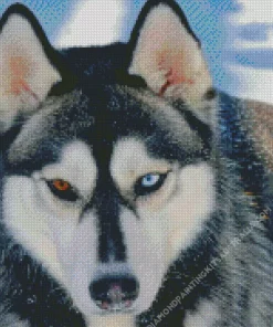 Blue Eye Husky Diamond Painting