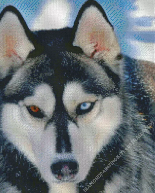 Blue Eye Husky Diamond Painting