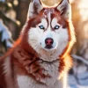 Blue Eyed Brown Husky Diamond Painting