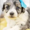 Blue Eyed Maltipoo Diamond Painting