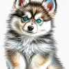 Blue Eyed Pomsky Diamond Painting