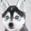 Blue Eyed Pomsky Dog Diamond Painting