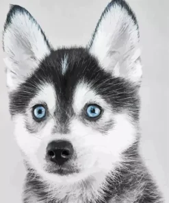 Blue Eyed Pomsky Dog Diamond Painting