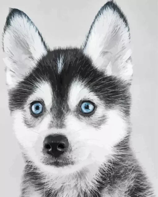 Blue Eyed Pomsky Dog Diamond Painting