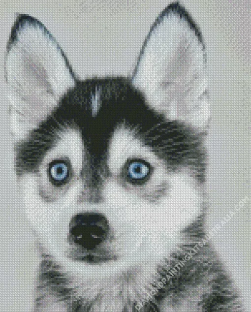 Blue Eyed Pomsky Dog Diamond Painting