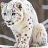 Blue Eyed Snow Leopard Diamond Painting