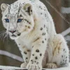 Blue Eyed Snow Leopard Diamond Painting