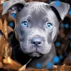 Blue Eyed Staffordshire Bull Terrier Diamond Painting