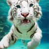 Blue Eyed Tiger Underwater Diamond Painting