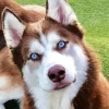 Blue Eyes Husky Diamond Painting