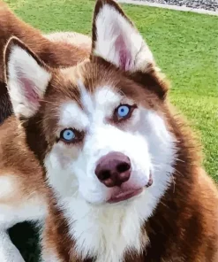 Blue Eyes Husky Diamond Painting