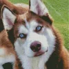 Blue Eyes Husky Diamond Painting