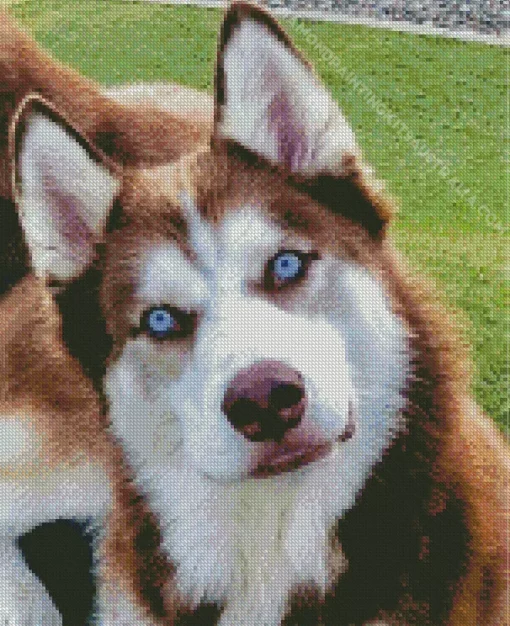 Blue Eyes Husky Diamond Painting