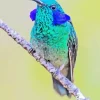 Blue Green Hummingbird Diamond Painting