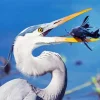 Blue Heron Eating Diamond Painting