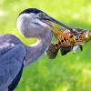 Blue Heron Eating Fish Diamond Painting