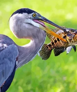 Blue Heron Eating Fish Diamond Painting