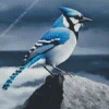 Blue Jay Diamond Painting