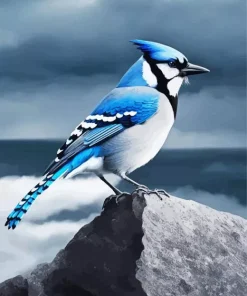 Blue Jay Diamond Painting