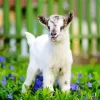 Cute Goat Diamond Painting