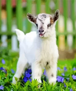 Cute Goat Diamond Painting