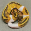 Pied Ball Python Diamond Painting