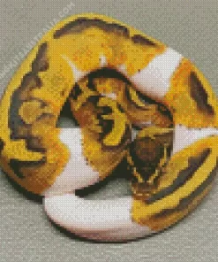 Pied Ball Python Diamond Painting