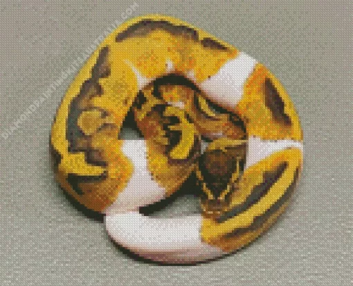 Pied Ball Python Diamond Painting