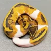 Pied Ball Python Diamond Painting