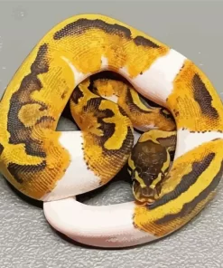 Pied Ball Python Diamond Painting