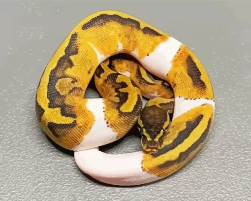 Pied Ball Python Diamond Painting