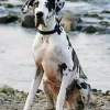 Speckled Great Dane Dog Diamond Painting