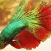 Betta Smaragdina Diamond Painting