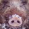 Boar Face Diamond Painting