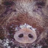 Boar Face Diamond Painting