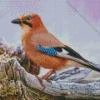 Eurasian Jay Bird Diamond Painting