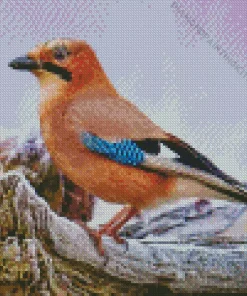 Eurasian Jay Bird Diamond Painting