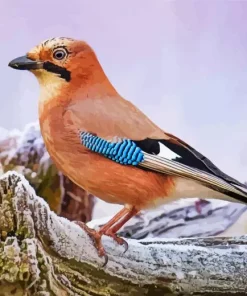 Eurasian Jay Bird Diamond Painting