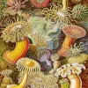 Actiniae By Ernst Haeckel Diamond Painting