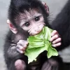 Baby Monkey Diamond Painting